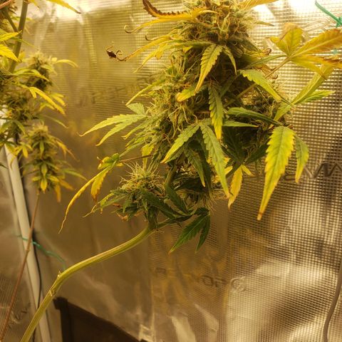 Geloctane  growlog photo: This will definitely be a significantly  larger yield from just these 2 Khalifa Kush Autoflowers 