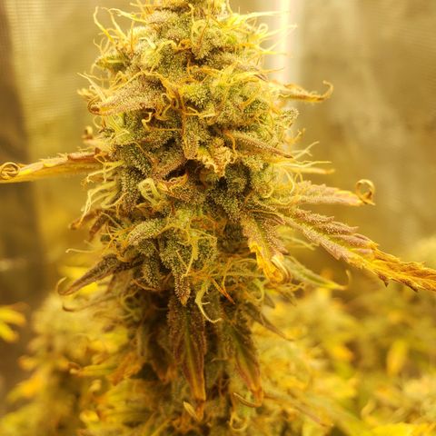 Geloctane  growlog photo: I should be able to harvest in a week or two 