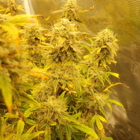 Geloctane  growlog photo: I should be able to harvest in a week or two 