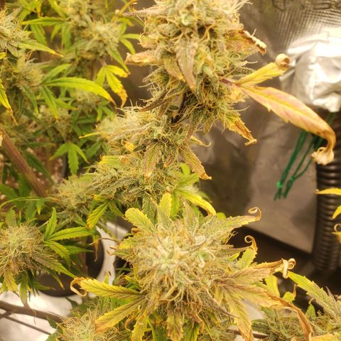 Geloctane  growlog photo: I should be able to harvest in a week or two 
