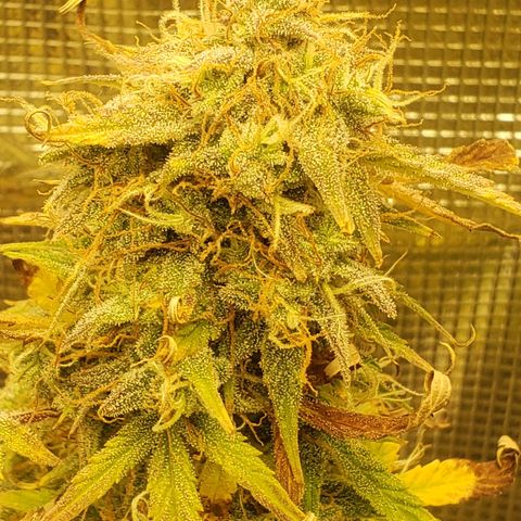 Geloctane  growlog photo: This will definitely be a significantly  larger yield from just these 2 Khalifa Kush Autoflowers 