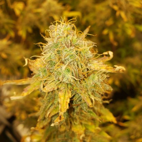 Geloctane  growlog photo: I still can't believe that the plants got scorched by the lights it's been at the same intensity for a month.