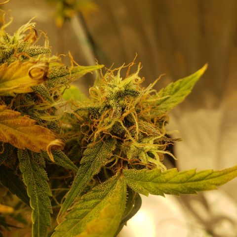 Geloctane  growlog photo: I still can't believe that the plants got scorched by the lights it's been at the same intensity for a month.