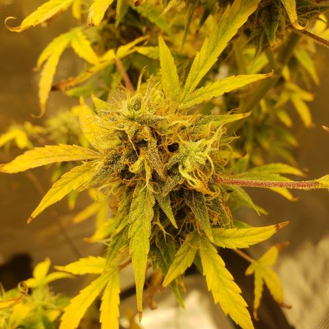 Geloctane  growlog photo: I still can't believe that the plants got scorched by the lights it's been at the same intensity for a month.