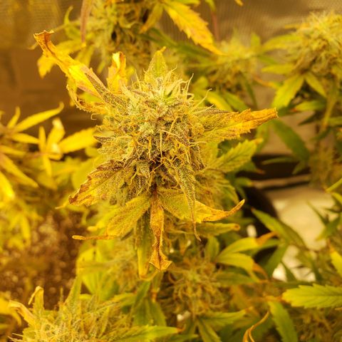 Geloctane  growlog photo: I still can't believe that the plants got scorched by the lights it's been at the same intensity for a month.