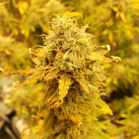Geloctane  growlog photo: I still can't believe that the plants got scorched by the lights it's been at the same intensity for a month.