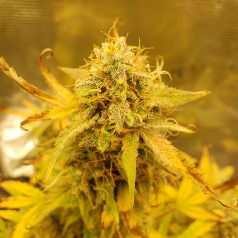 Geloctane  growlog photo: I still can't believe that the plants got scorched by the lights it's been at the same intensity for a month.