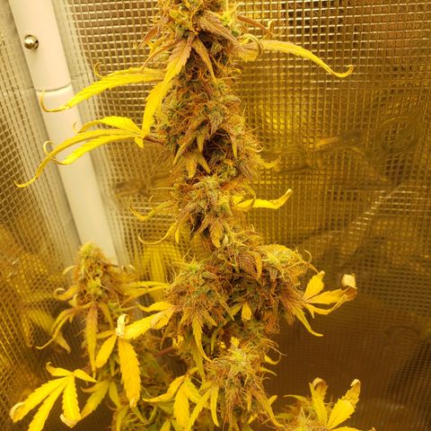 Geloctane  growlog photo: I still can't believe that the plants got scorched by the lights it's been at the same intensity for a month.