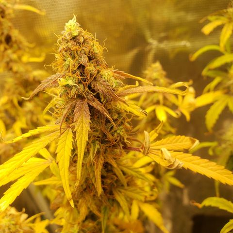 Geloctane  growlog photo: I still can't believe that the plants got scorched by the lights it's been at the same intensity for a month.