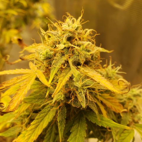 Geloctane  growlog photo: I still can't believe that the plants got scorched by the lights it's been at the same intensity for a month.