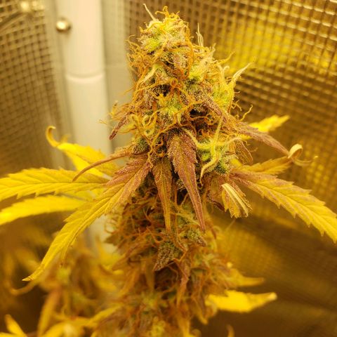 Geloctane  growlog photo: I still can't believe that the plants got scorched by the lights it's been at the same intensity for a month.