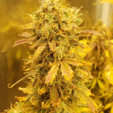 Geloctane  growlog photo: Almost 