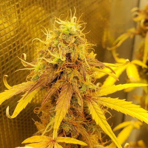 Geloctane  growlog photo: Almost 