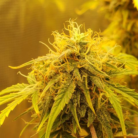 Geloctane  growlog photo: Almost 