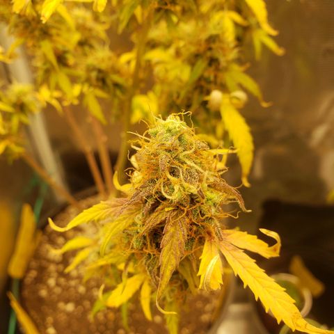 Geloctane  growlog photo: Almost 