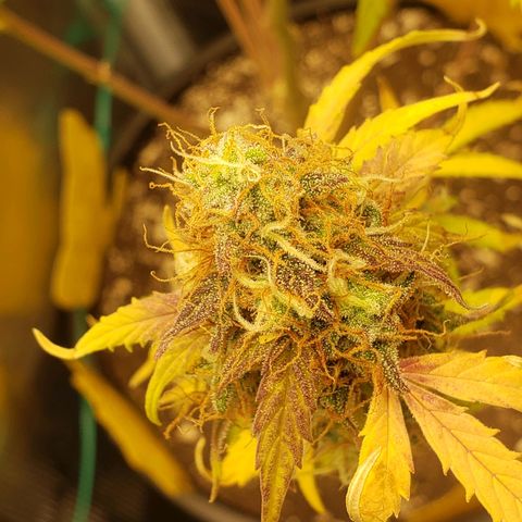 Geloctane  growlog photo: Almost 
