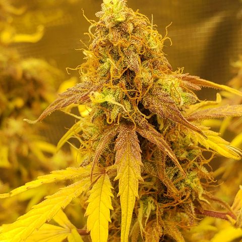 Geloctane  growlog photo: Almost 