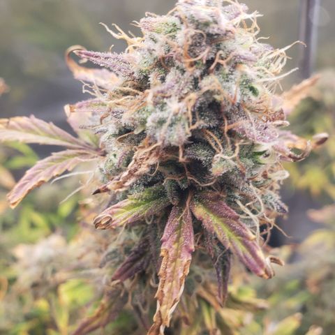 Geloctane  growlog photo: I took these pictures with the  Is AC infinity grow glasses It's not as bright which is good