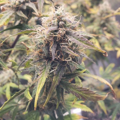 Geloctane  growlog photo: I took these pictures with the  Is AC infinity grow glasses It's not as bright which is good