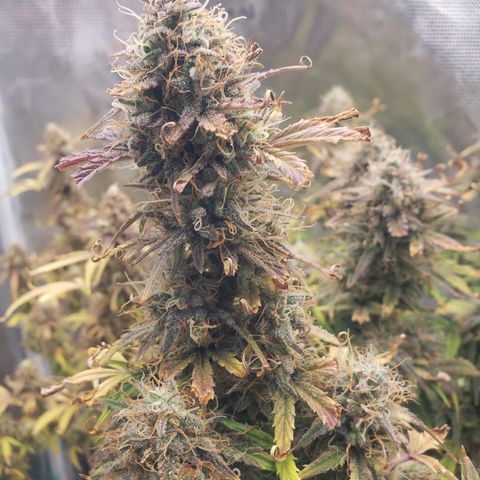 Geloctane  growlog photo: I took these pictures with the  Is AC infinity grow glasses It's not as bright which is good