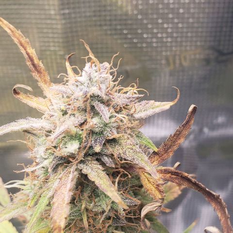 Geloctane  growlog photo: I took these pictures with the  Is AC infinity grow glasses It's not as bright which is good