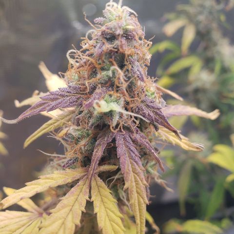 Geloctane  growlog photo: I took these pictures with the  Is AC infinity grow glasses It's not as bright which is good