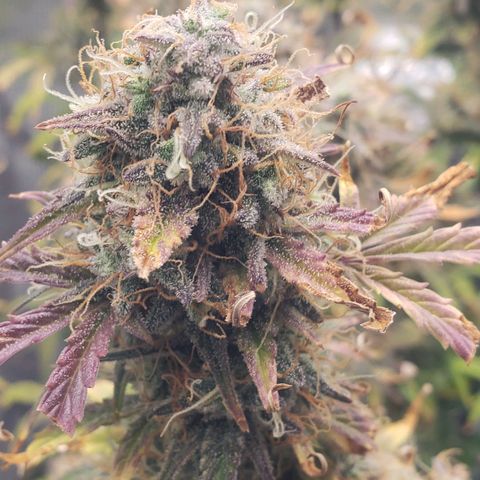 Geloctane  growlog photo: I took these pictures with the  Is AC infinity grow glasses It's not as bright which is good