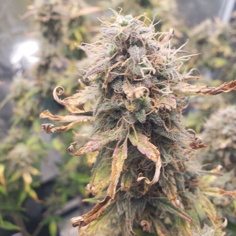 Geloctane  growlog photo: I took these pictures with the  Is AC infinity grow glasses It's not as bright which is good