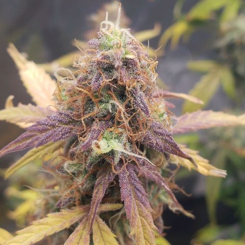 Geloctane  growlog photo: I took these pictures with the  Is AC infinity grow glasses It's not as bright which is good