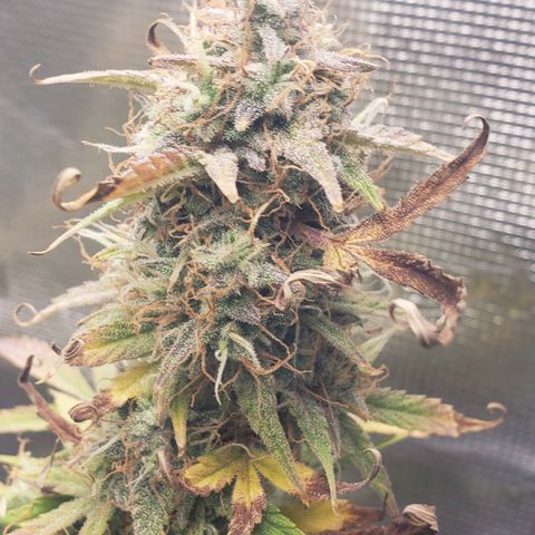 Geloctane  growlog photo: I took these pictures with the  Is AC infinity grow glasses It's not as bright which is good