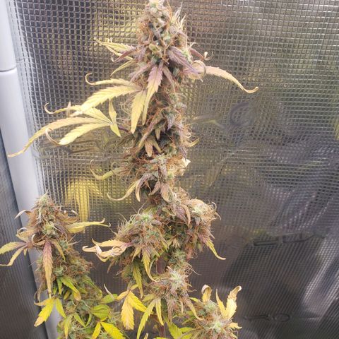 Geloctane  growlog photo: I took these pictures with the  Is AC infinity grow glasses It's not as bright which is good