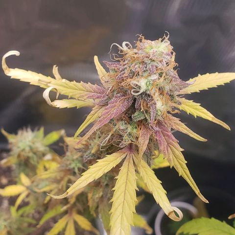 Geloctane  growlog photo: Harvesting soon