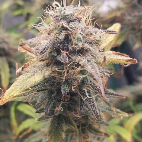 Geloctane  growlog photo: Harvesting soon