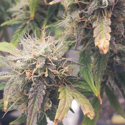 Geloctane  growlog photo: Harvesting soon