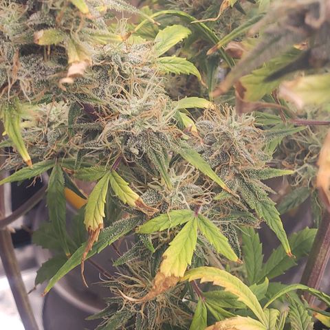 Geloctane  growlog photo: Harvesting soon