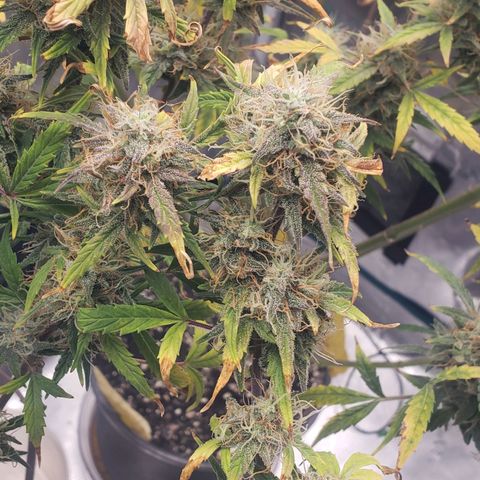 Geloctane  growlog photo: Harvesting soon