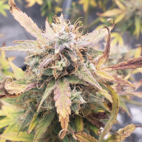 Geloctane  growlog photo: Harvesting soon