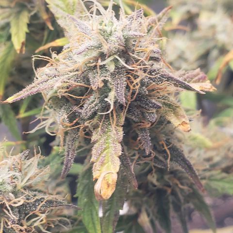 Geloctane  growlog photo: Harvesting soon