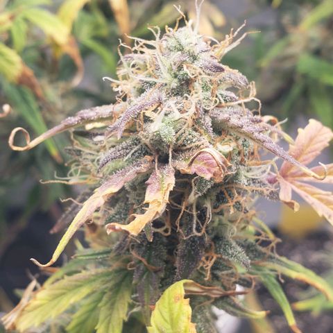 Geloctane  growlog photo: Harvesting soon