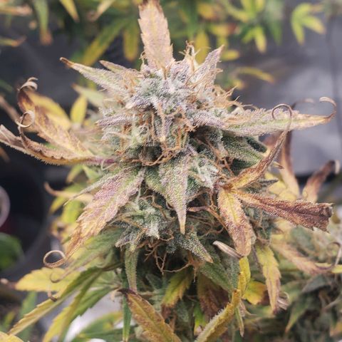 Geloctane  growlog photo: Harvesting soon