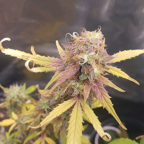 Geloctane  growlog photo: Harvesting soon