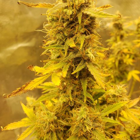 Geloctane  growlog photo: And there were 2 