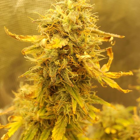 Geloctane  growlog photo: And there were 2 
