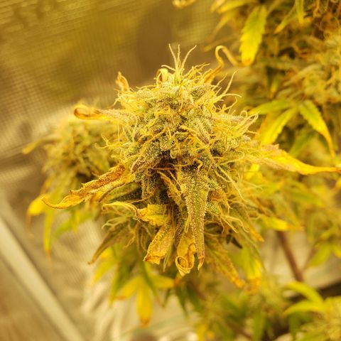 Geloctane  growlog photo: And there were 2 