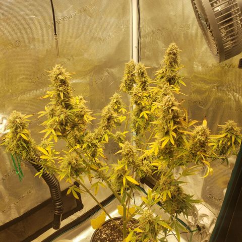 Geloctane  growlog photo: And there were 2 