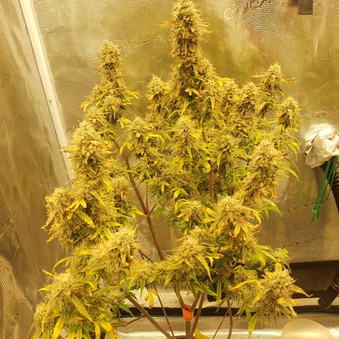 Geloctane  growlog photo: And there were 2 