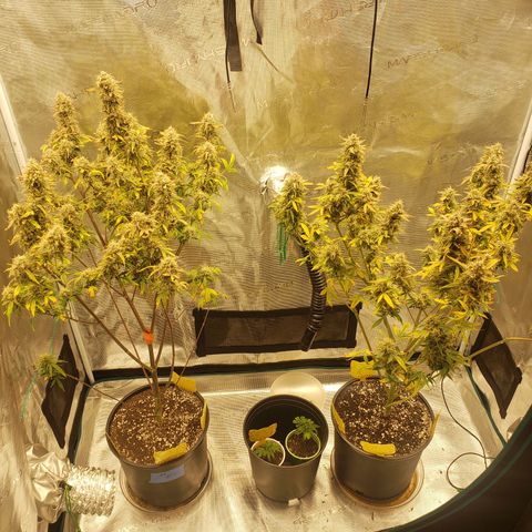 Geloctane  growlog photo: And there were 2 