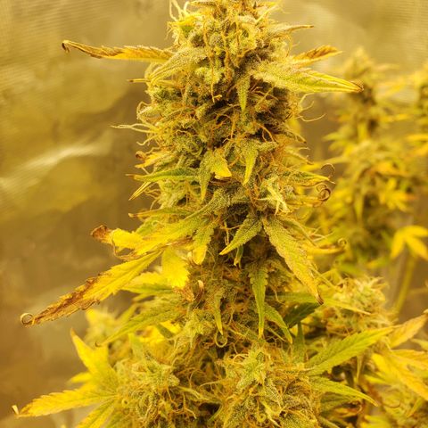 Geloctane  growlog photo: And there were 2 