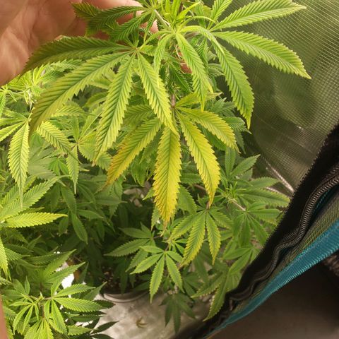 Geloctane  growlog photo: Pretty sure we got a Nitrogen deficiency 