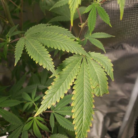 Geloctane  growlog photo: Pretty sure we got a Nitrogen deficiency 